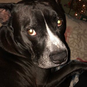 Meet your Posher, Audrey